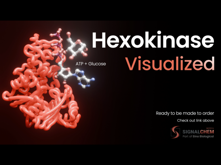 But what are Hexokinases?